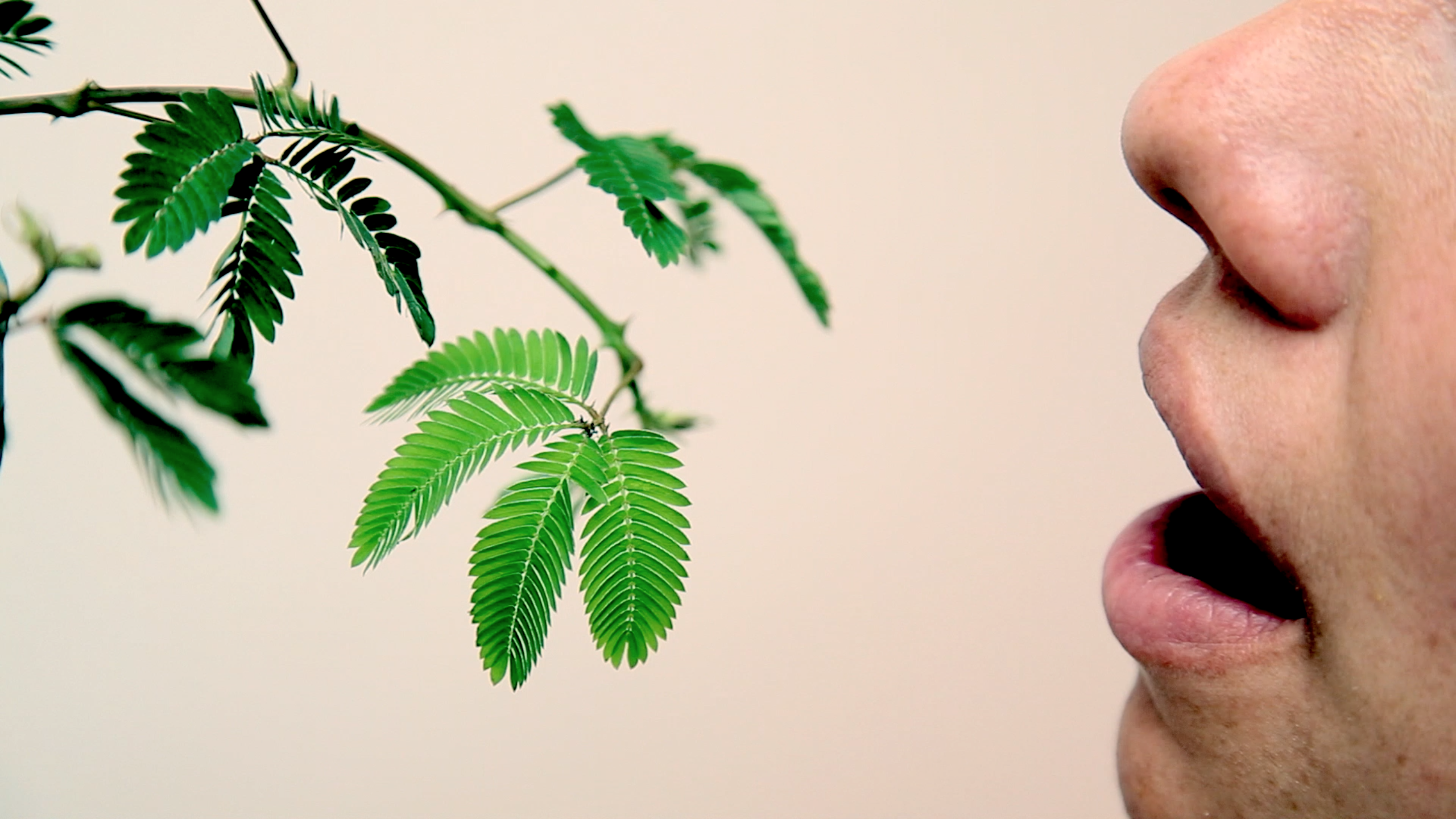 Mimosa púdica ● Leonel Vásquez